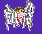 Small spider